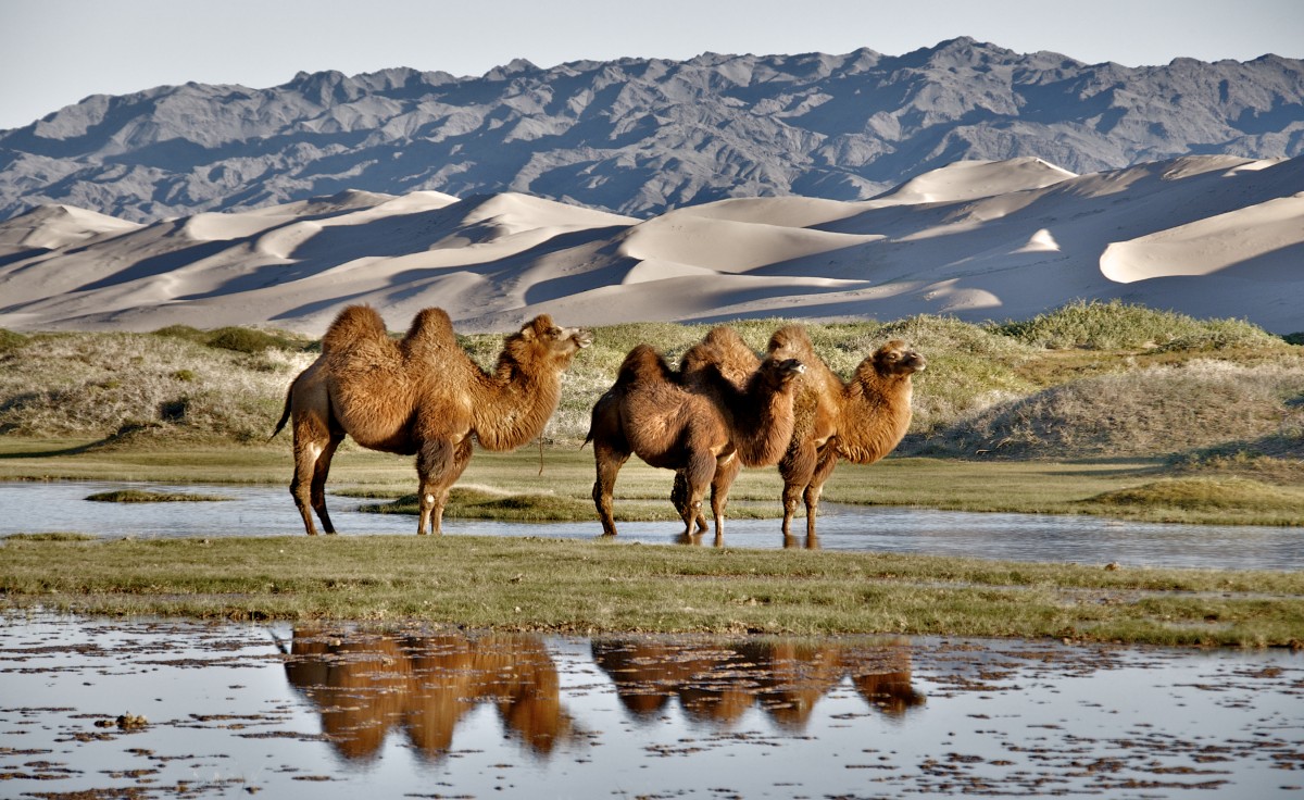 Gobi, Mongolei, Mongolia, Kamel