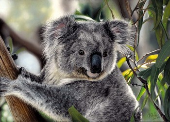 pastel painting Koala