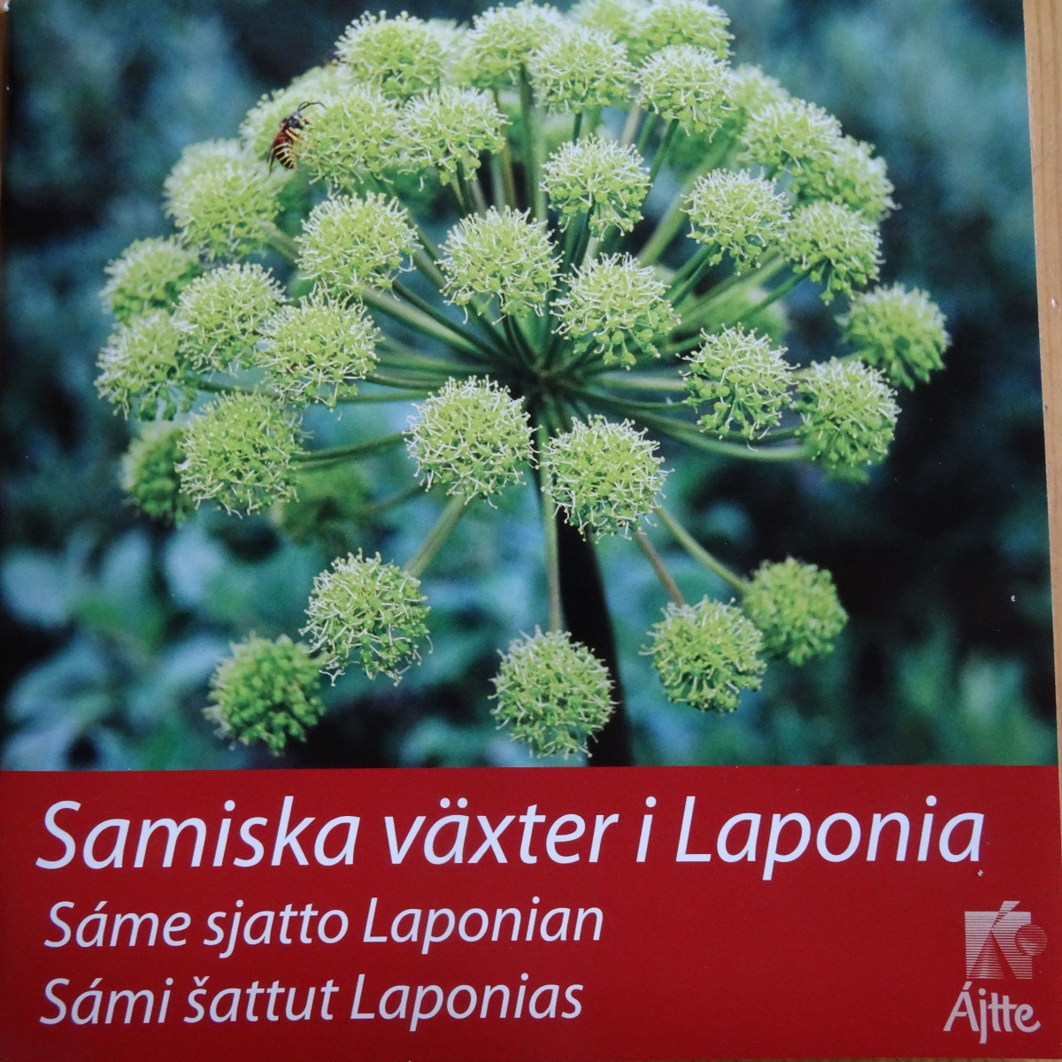 Samisch Samen Sapmi Sprache Lulesamisch Nordsamisc