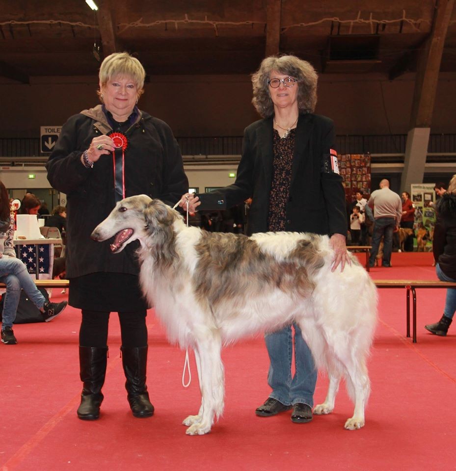 Barsois on dog shows, russian sighthounds in GER