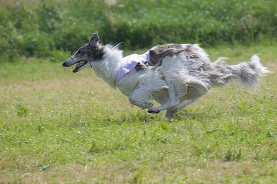 Windhund Coursing, Barsoi auf Coursing