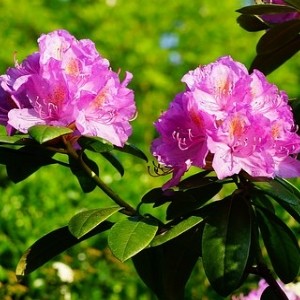 Imkerei Essen Karnap Rhododendron Blühkalender