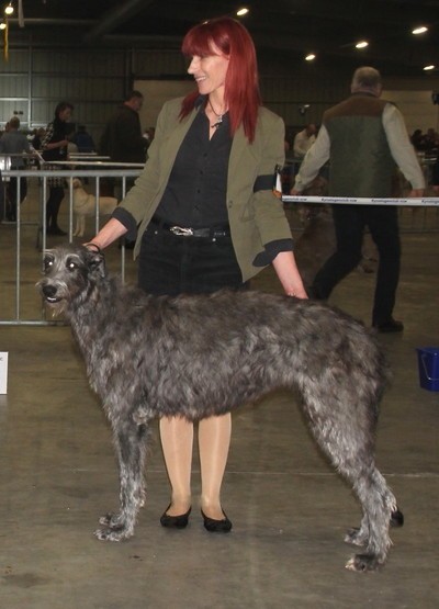 Züchterin für Scottish Deerhounds, Deerhoundwelpen