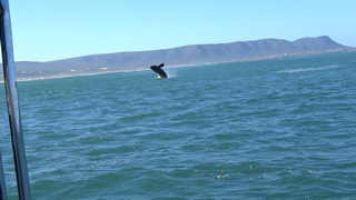 south-right-whale-jump