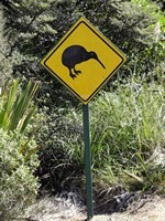 kiwi-neuseeland
