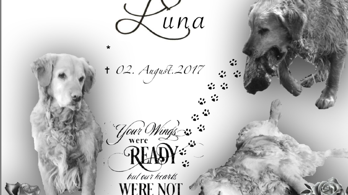Luna von der Hundeschulel Luna