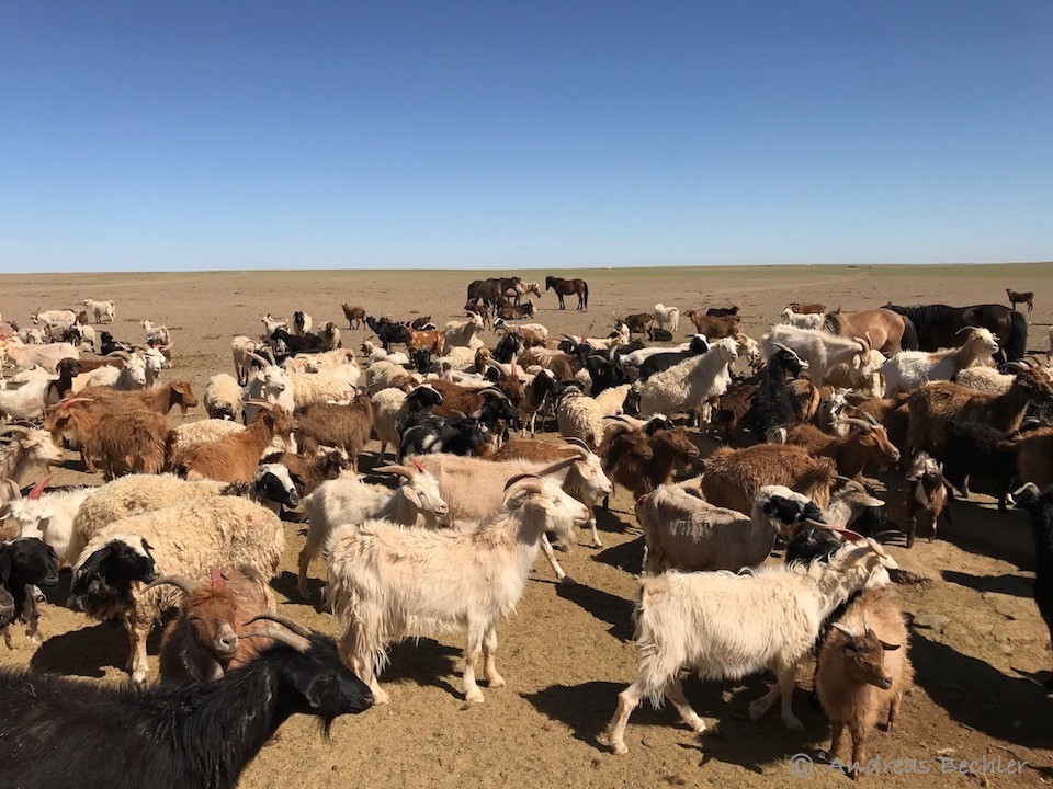 Mongolische Kaschirziegen in der Wüste Gobi