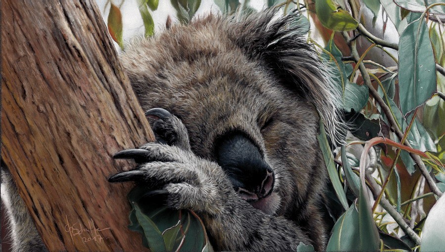 pastel painting wildlife art Koala