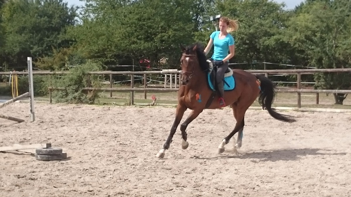 EQUICANIS Pferd &amp; Hund tierisch fit in Haßloch Reitunterricht