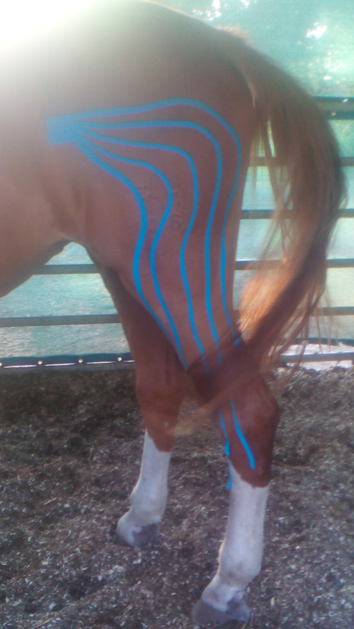 EQUICANIS Pferd &amp; Hund tierisch fit in Haßloch Erziehungskurs