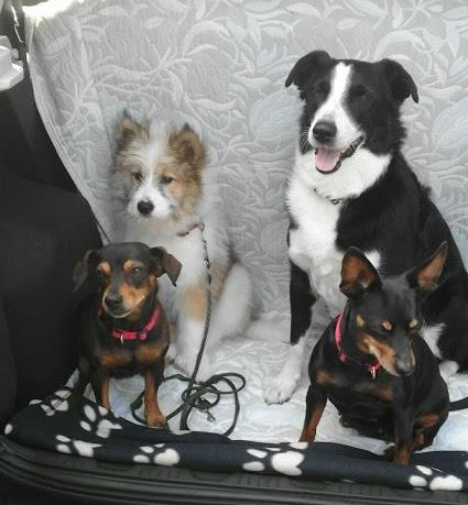 Lotte, Hund, Kira, Ausflug