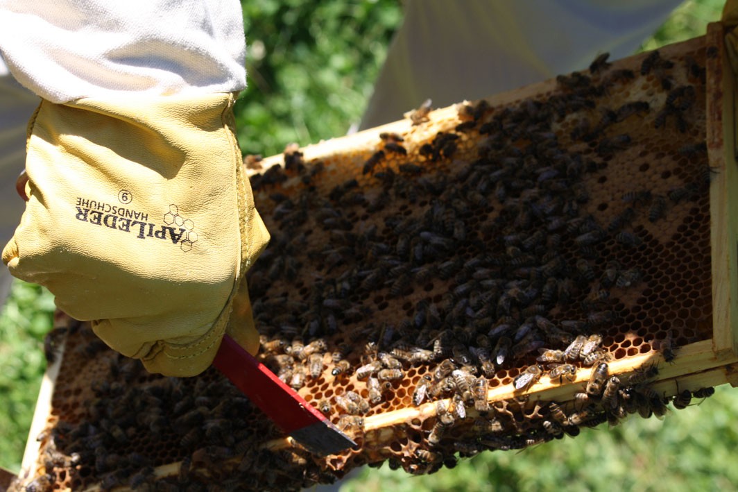 Imkernauf Zeit Probeimkern eigene Bienen Imkerkurs Imkern lernen Anfänger Imkerschüler Imkerpate
