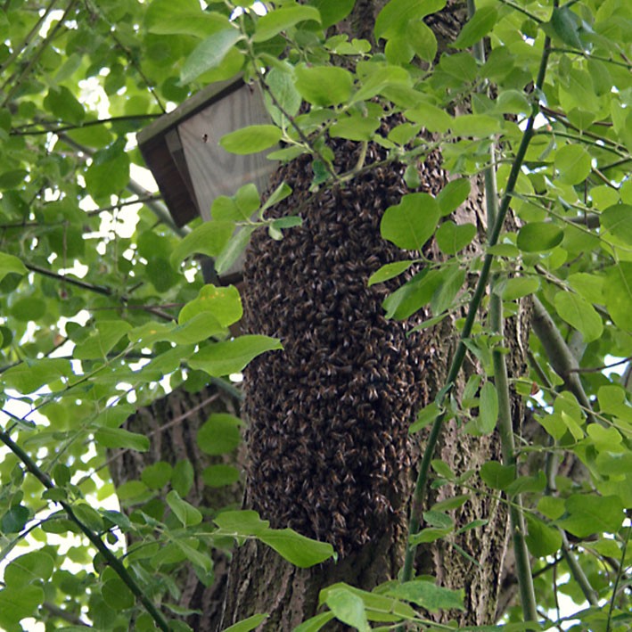 Bienenschwarm Schwarm Baum Schwarmfang Flottbek