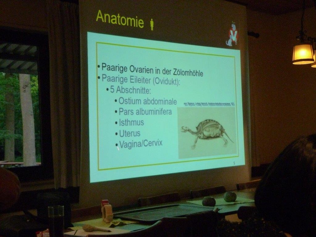 Schildkrotenfreunde Pfalz Aktuelles