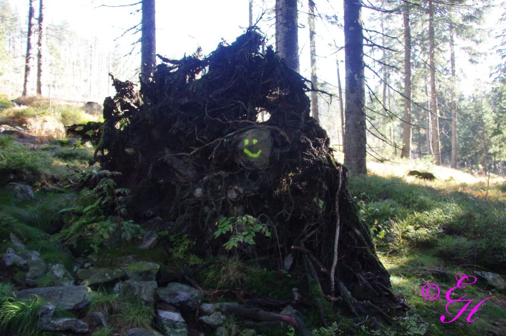 Ein umgestürzter Baum enthüllt sein Inneres