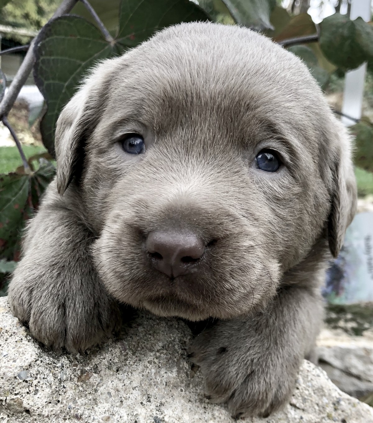 labrador silber Zucht Unstruttal charcoal AKTUELLES Welpenalarm
