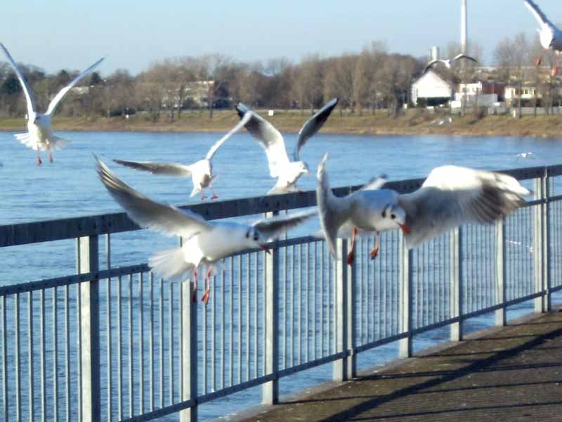 Möwen fliegen über Rhein und Ufer
