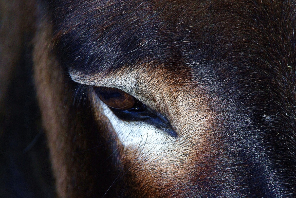Esel-Auge, Tiere