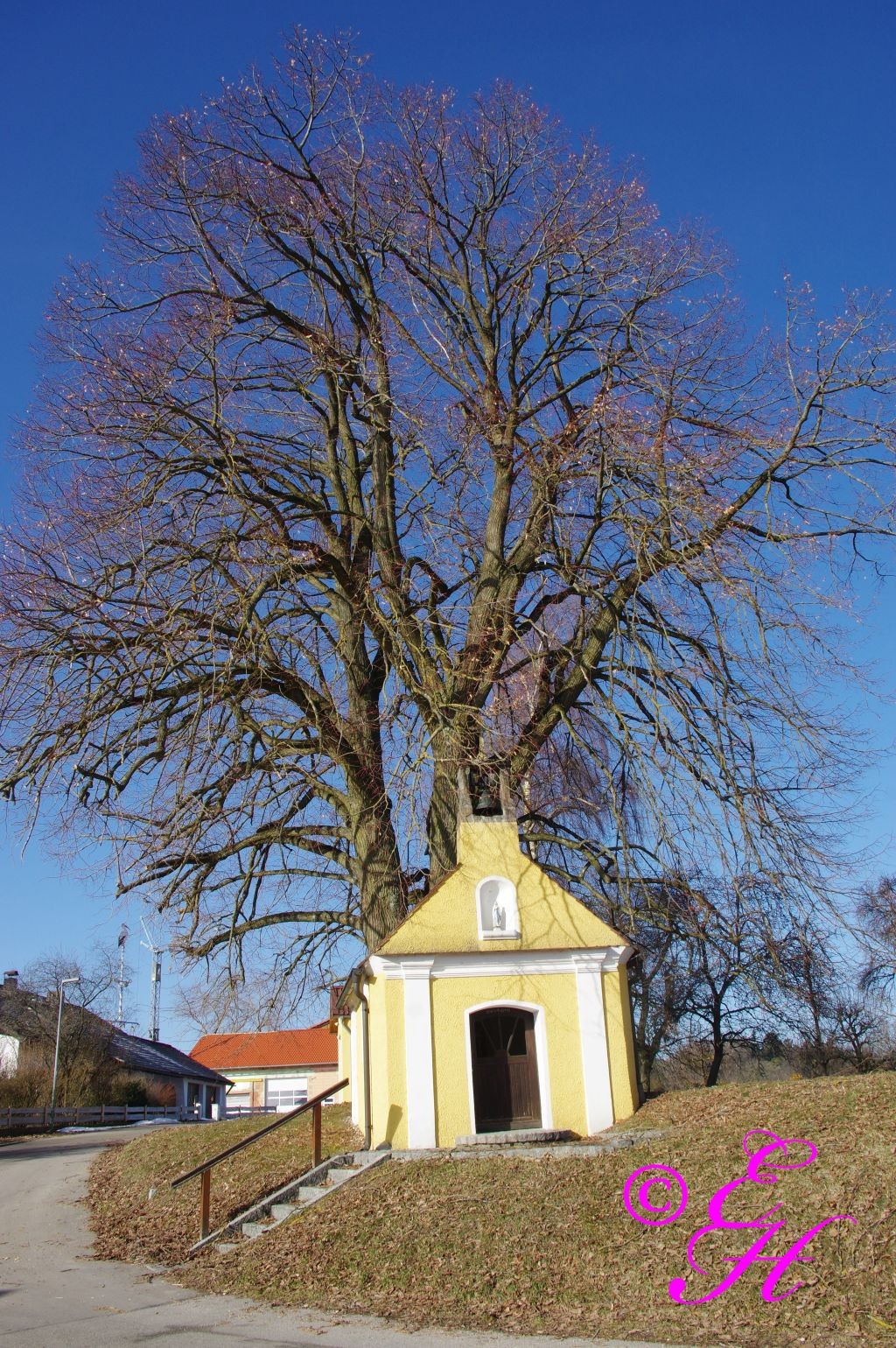 Kapelle mit mächtiger Linde in Dallackenried
