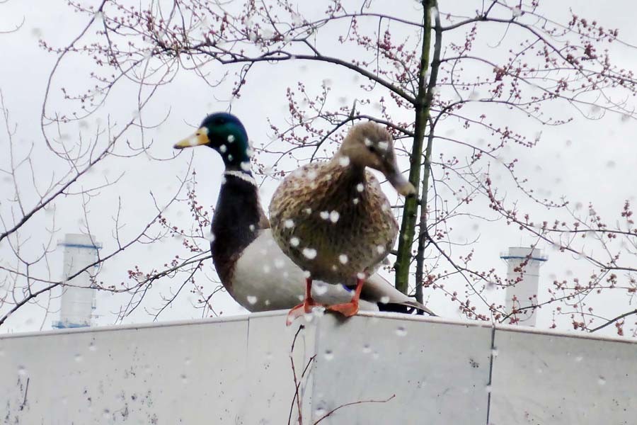 Entenpaar auf Flachdach