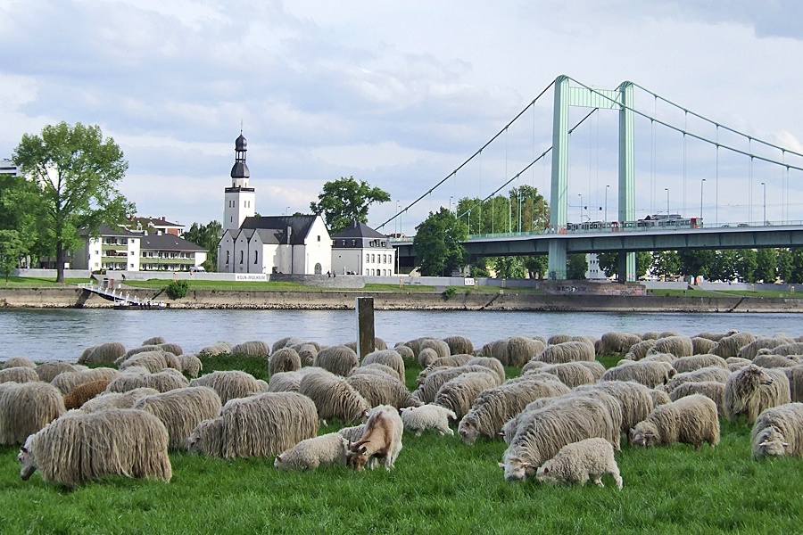 Schafe, Rhein, Mülheim