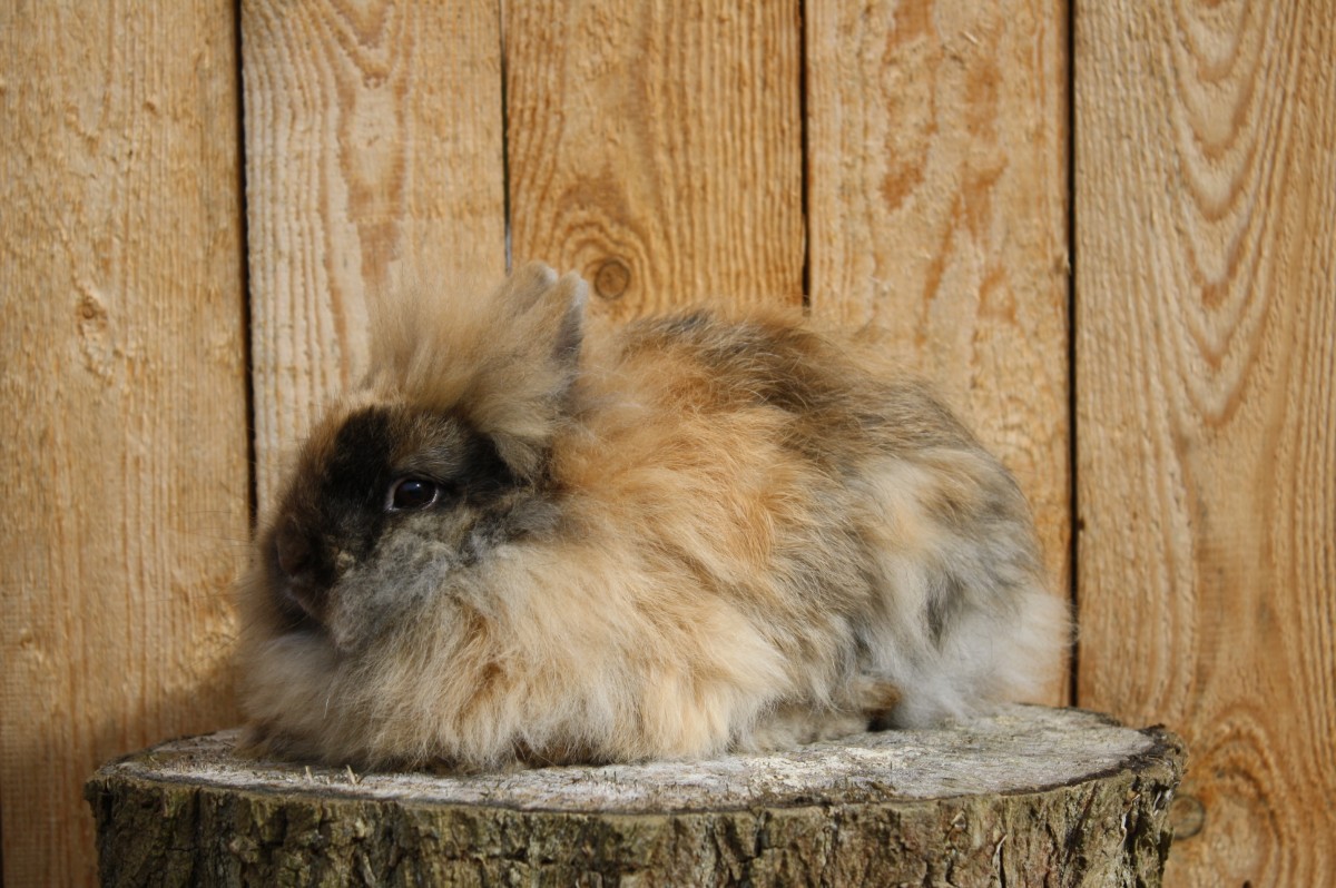 Teddyzwergkaninchen Japaner hell