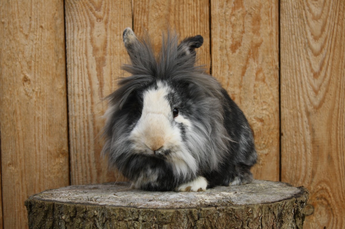 Zwergwidder Japaner weiß