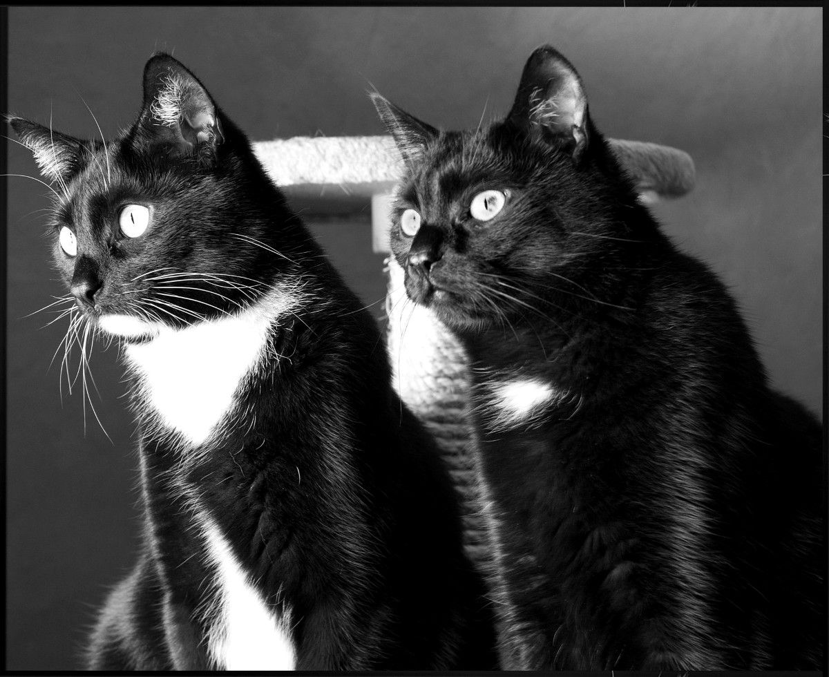 Kater Charlie + Kater Sammy