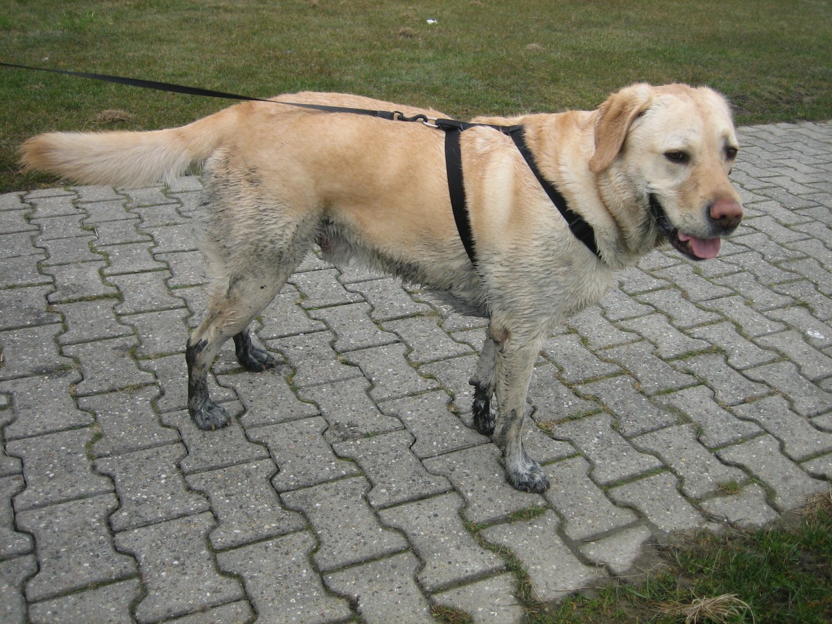 Wesen Labrador, Wesen Barsoi/Deerhound