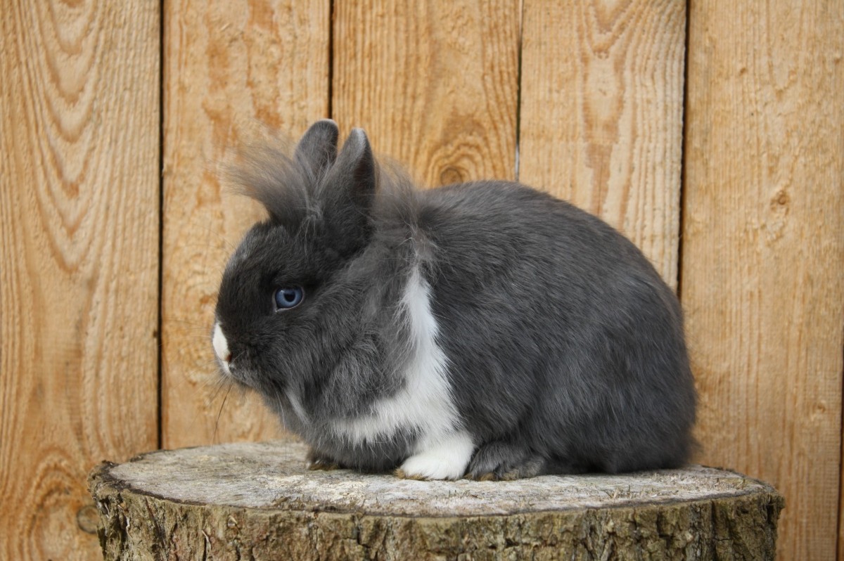 Löwenkopfzwergkaninchen feh weiß