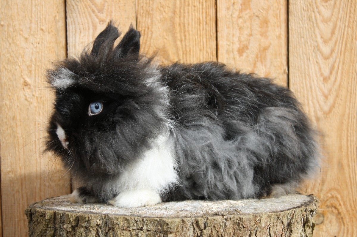 Teddyzwergkaninchen schwarz weiß