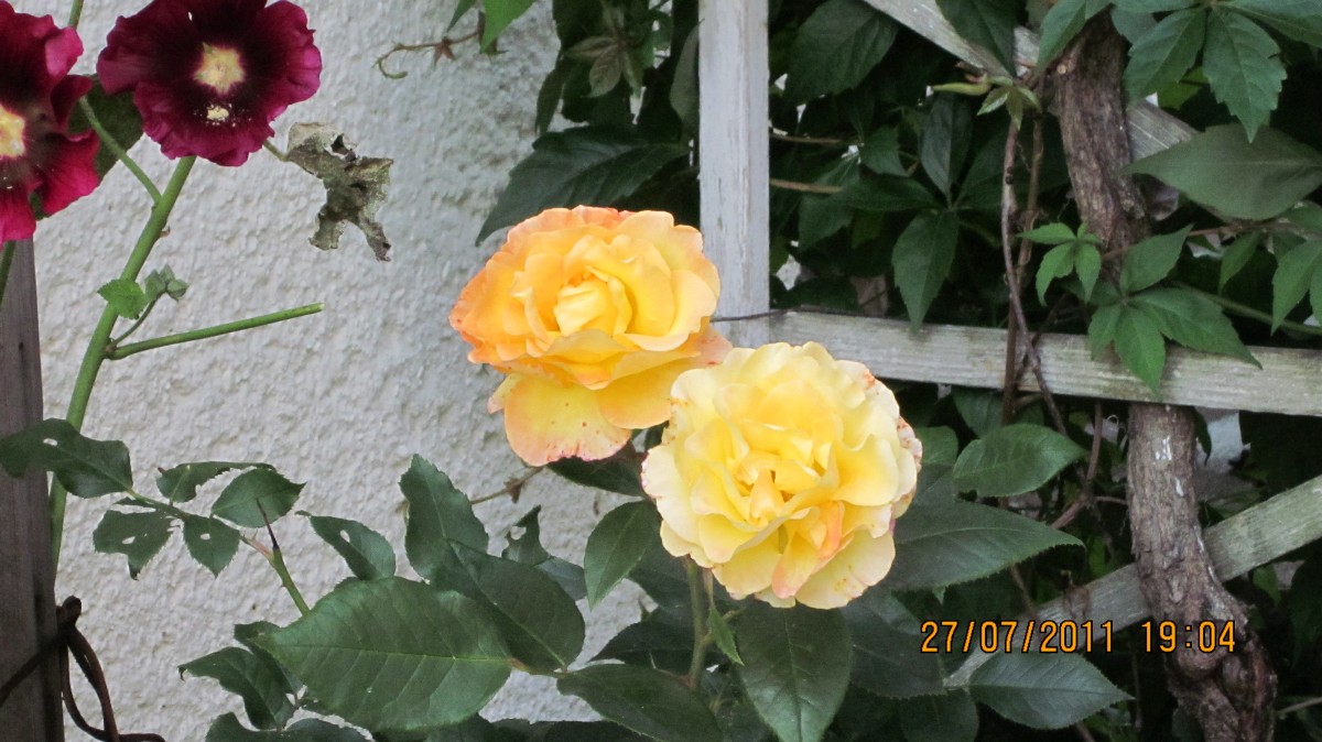 Rosen hinterm Haus 