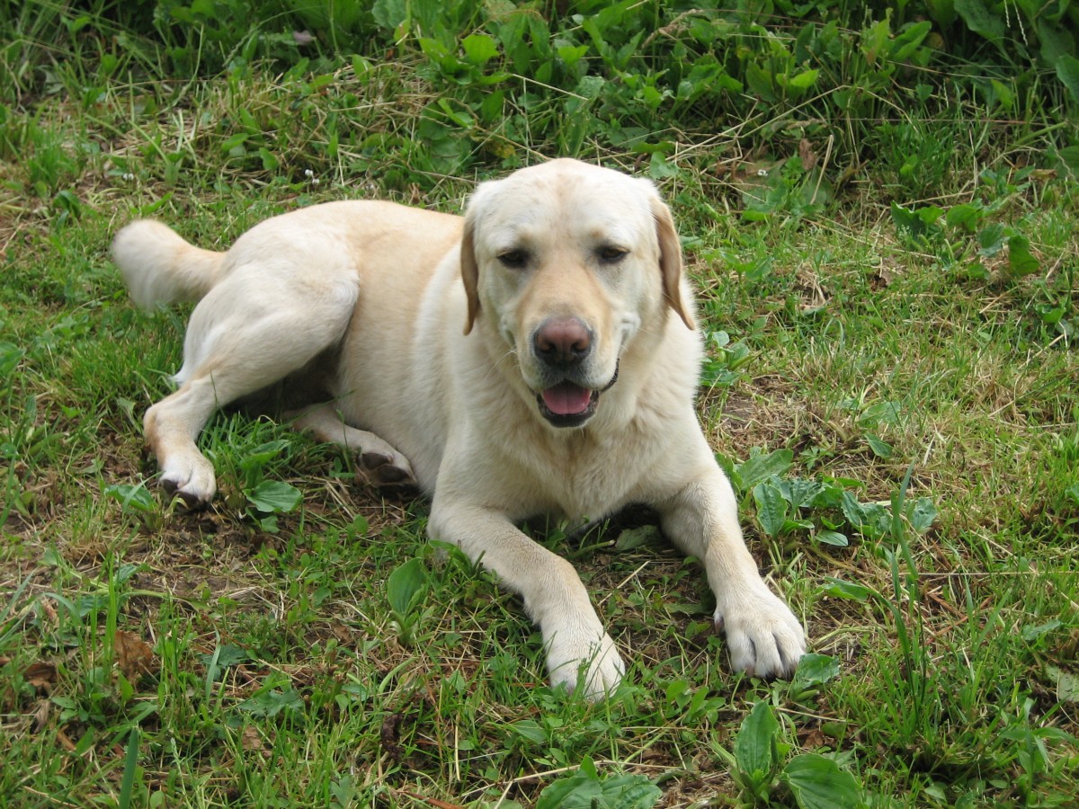 Labrador, Barsoi/Deerhound Züchterin N. Koschwitz
