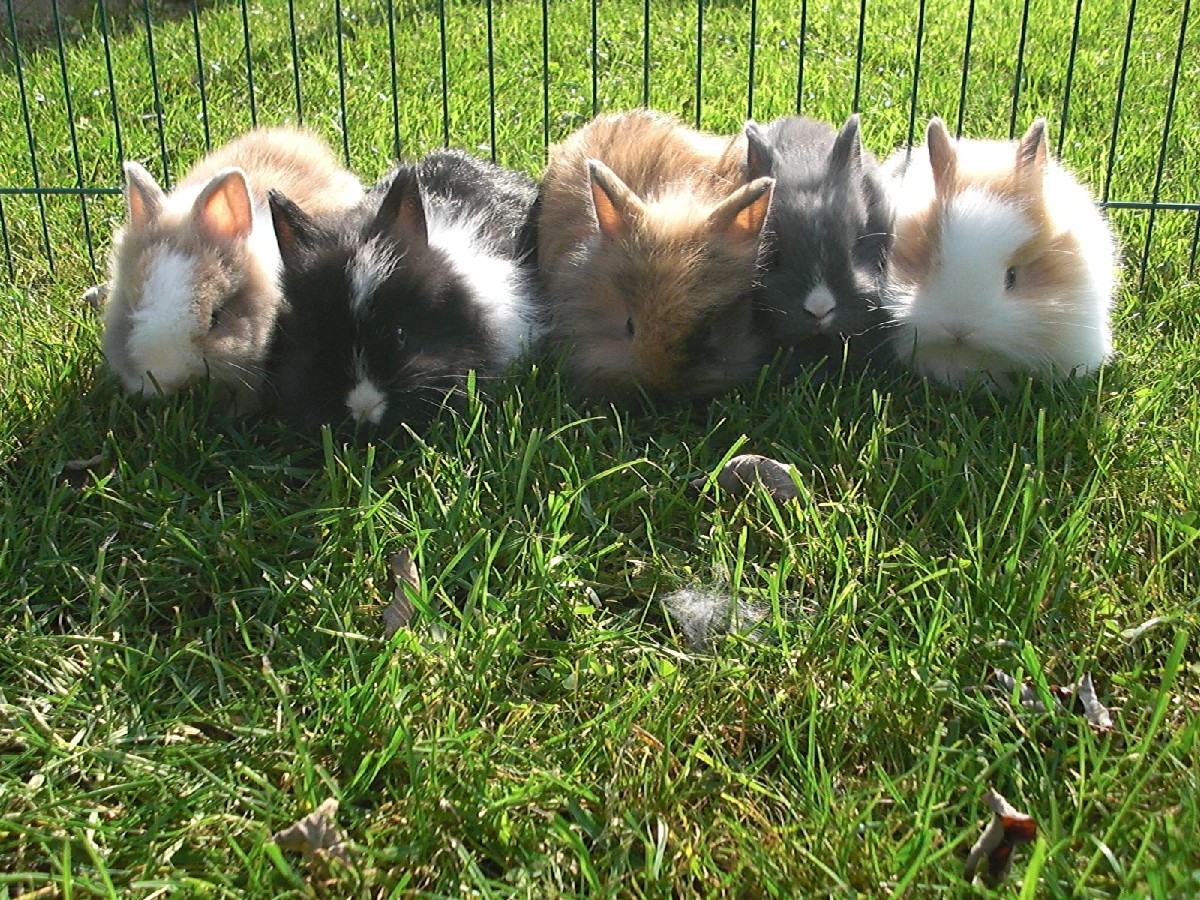 Zwergkaninchen Kaninchenbaby Hasenbaby