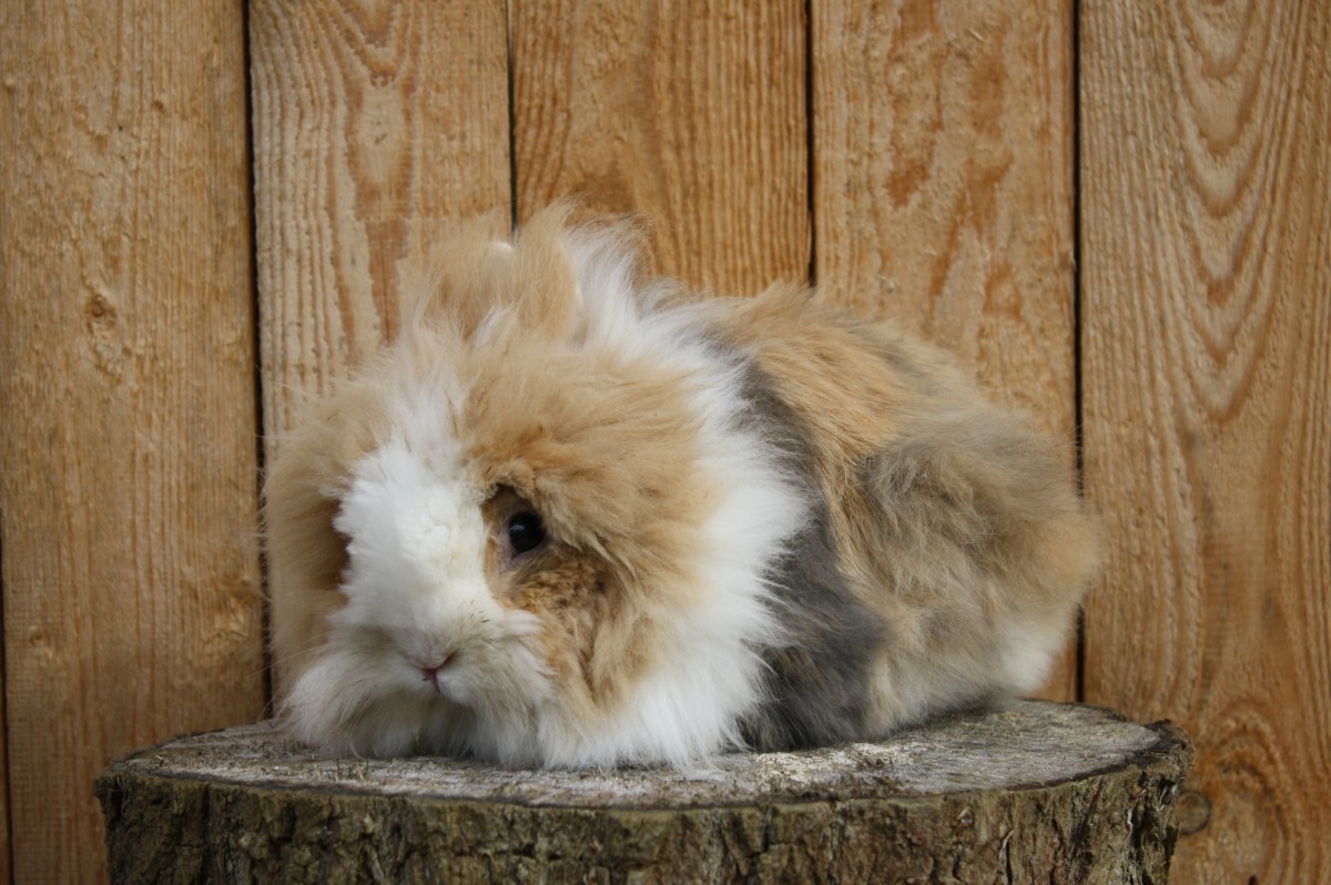 Teddyzwergkaninchen apricot feh weiß Holländer