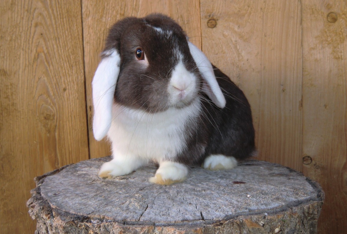 NHD/Zwergwidder WO havanna-weiß