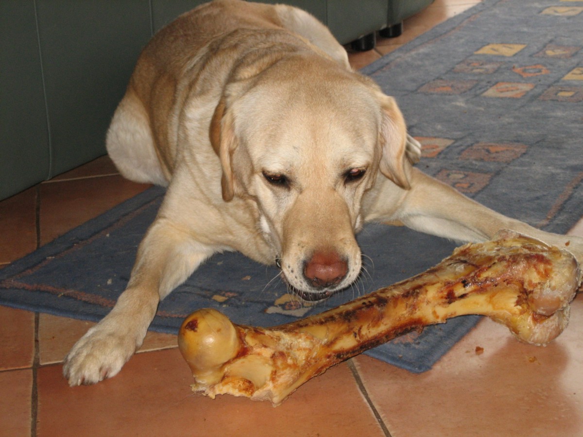 Familienhunde Labrador, Familienhunde Barsois