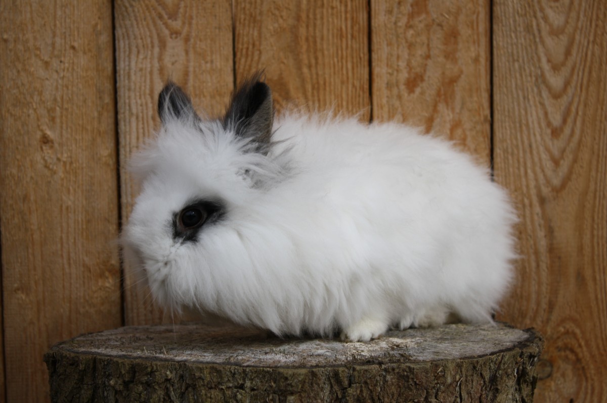 Teddyzwergkaninchen weiß schwarz Hot Hot