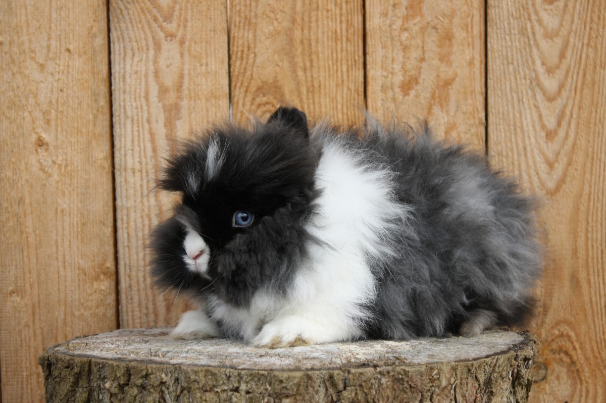 Teddyzwergkaninchen schwarz weiß