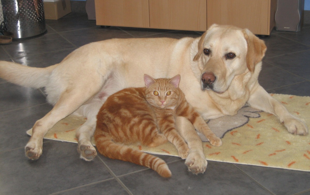 Labrador und Katzen, Deerhoundzucht in Bauler