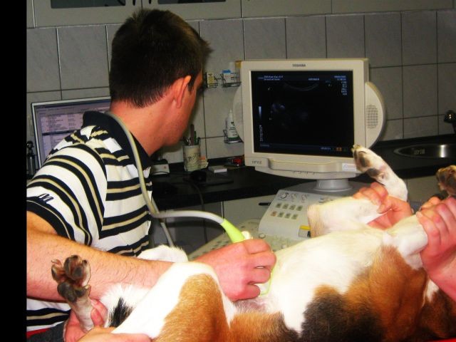 Ultraschall Untersuchung Hund