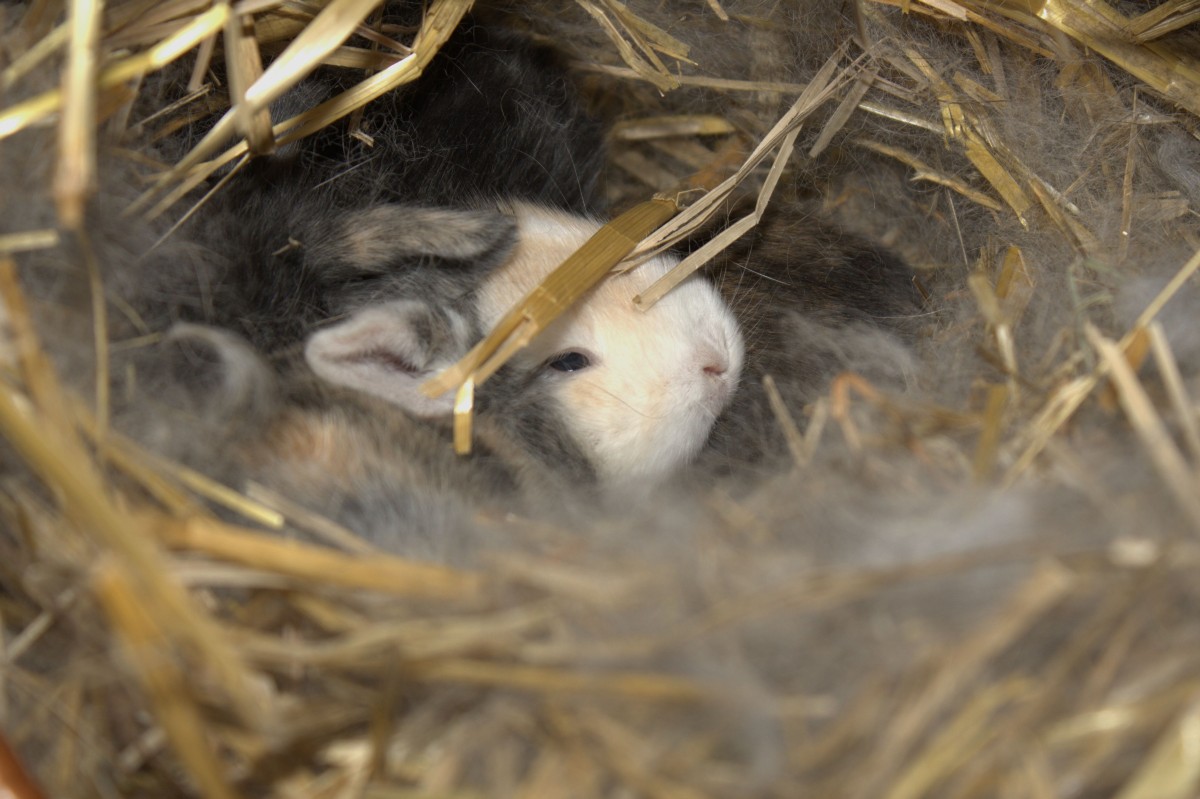 Weißohrwidder Rexsatinwidder Satinwidder Rexwidder