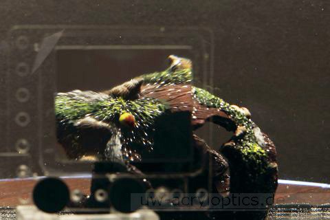 Unterwasserlinse Vergrößerung