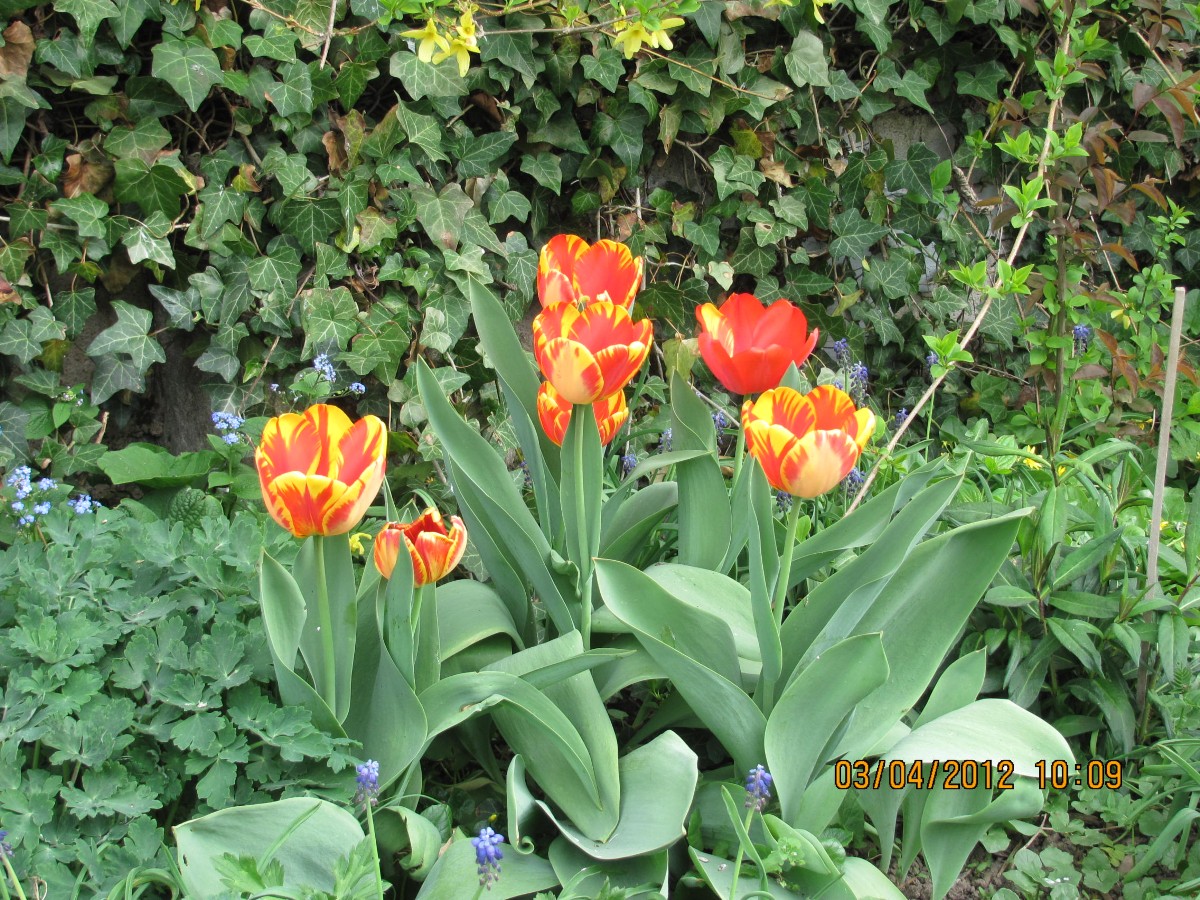 April 2012 Tulpen
