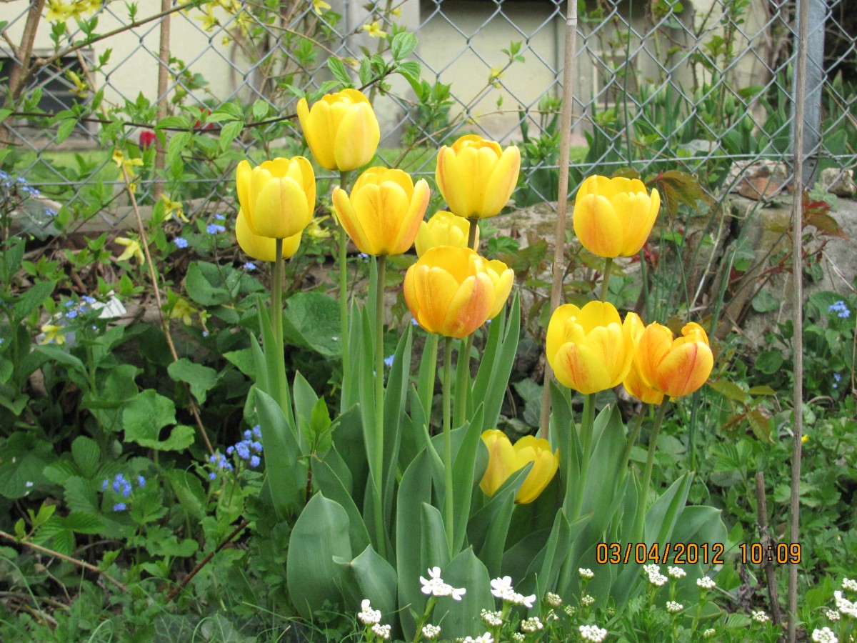 Tulpen im April 2012