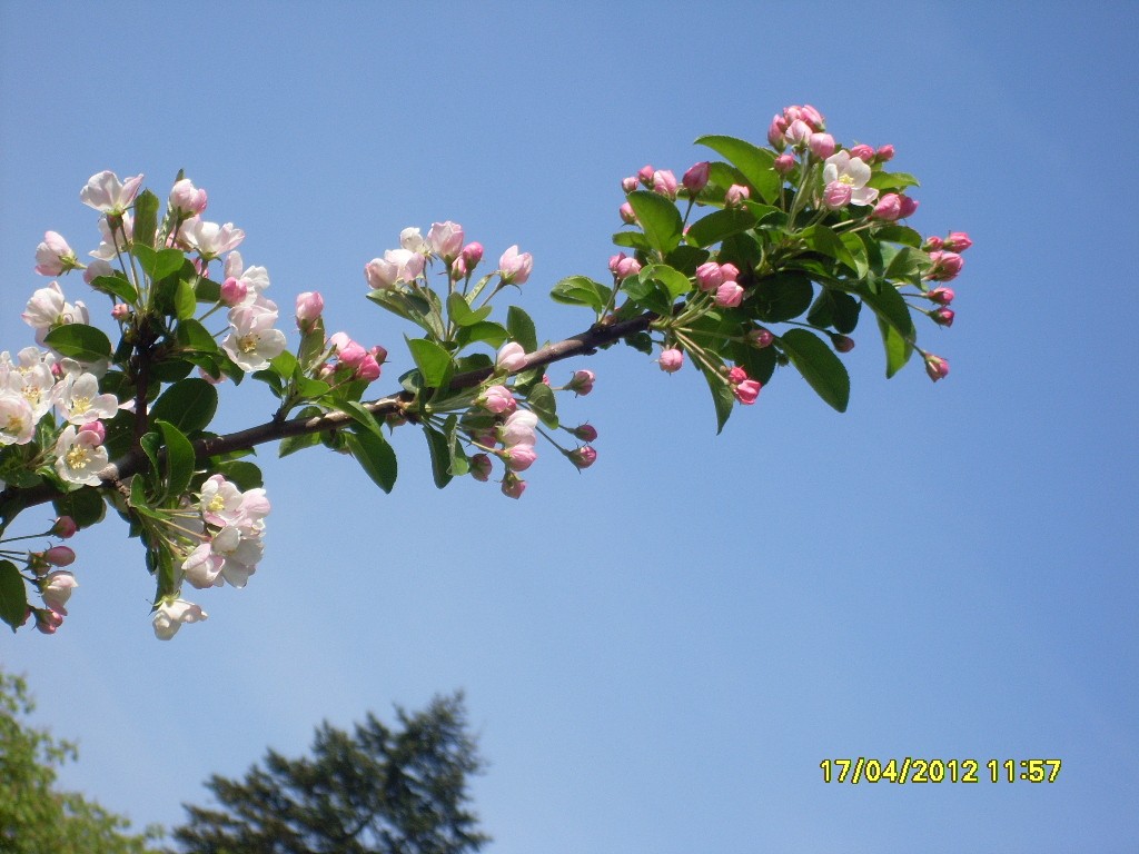 Apfelblüte im April 2012