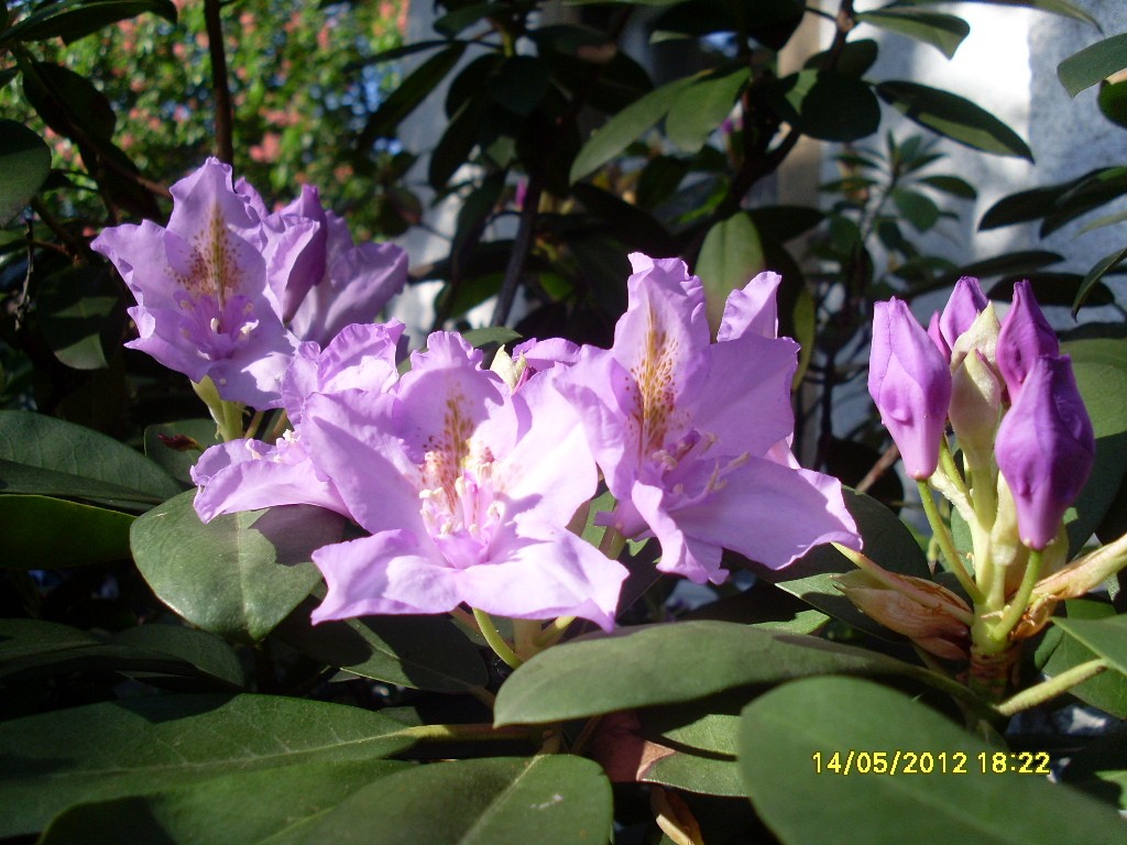 Rhododendron im Vorgarten, 14.5.2012