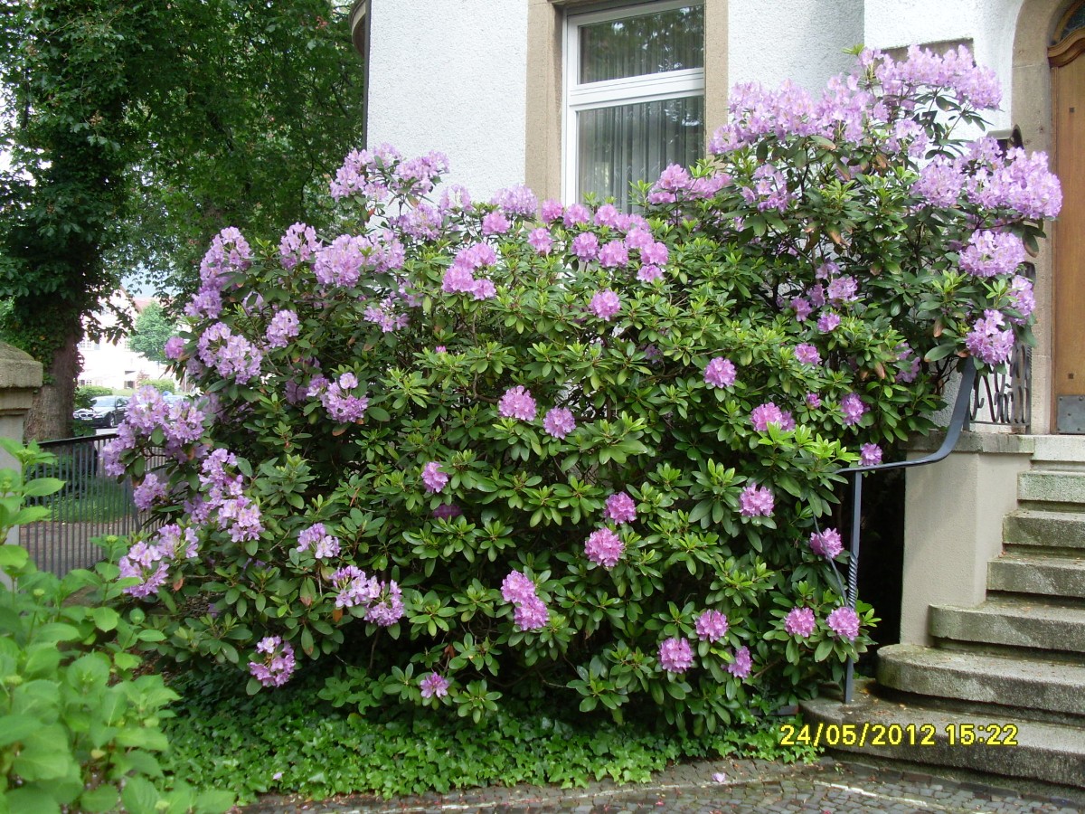 24. Mai 2012 Rhododendron
