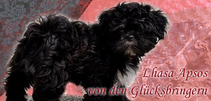 Lhasa Apso von den Glücksbringern Der Lhasa Apso