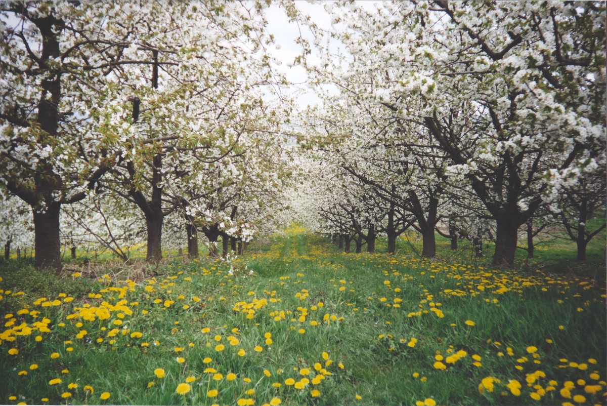 Apfelblüte bei Mülheim-Kärlich